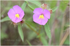 Osbeckia zeylanica